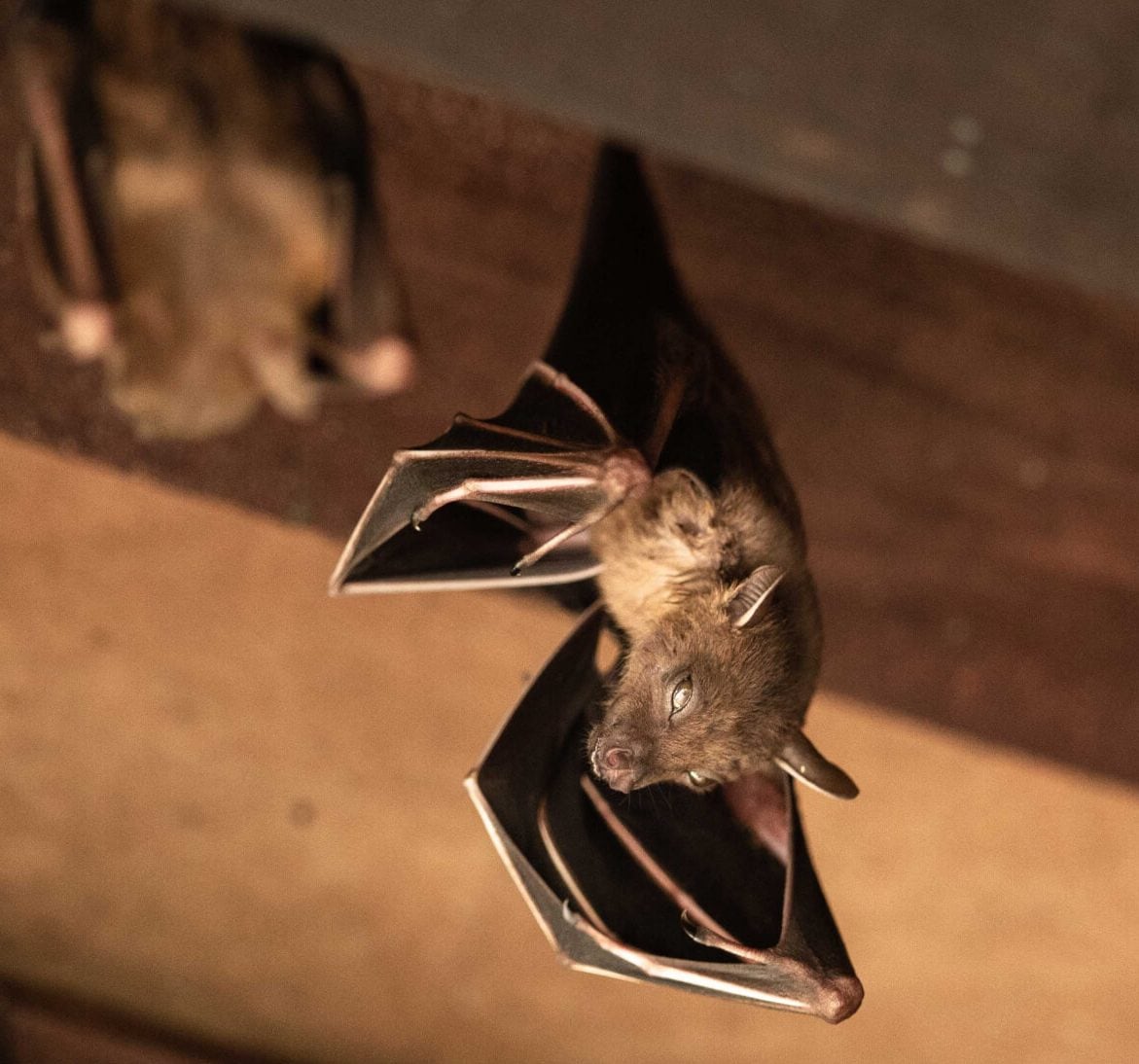 Expert bat removal services for a safe and humane solution in Long Island